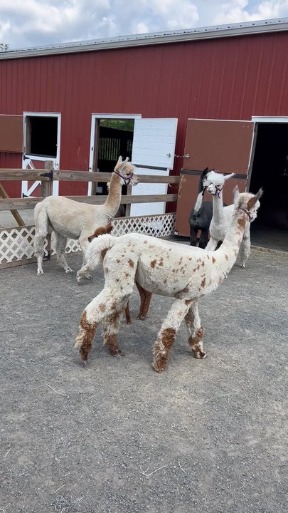 Hidden Spring Lavender & Alpacas - @food_ie_gram - Gift Shops Near Me - Skillman, New Jersey