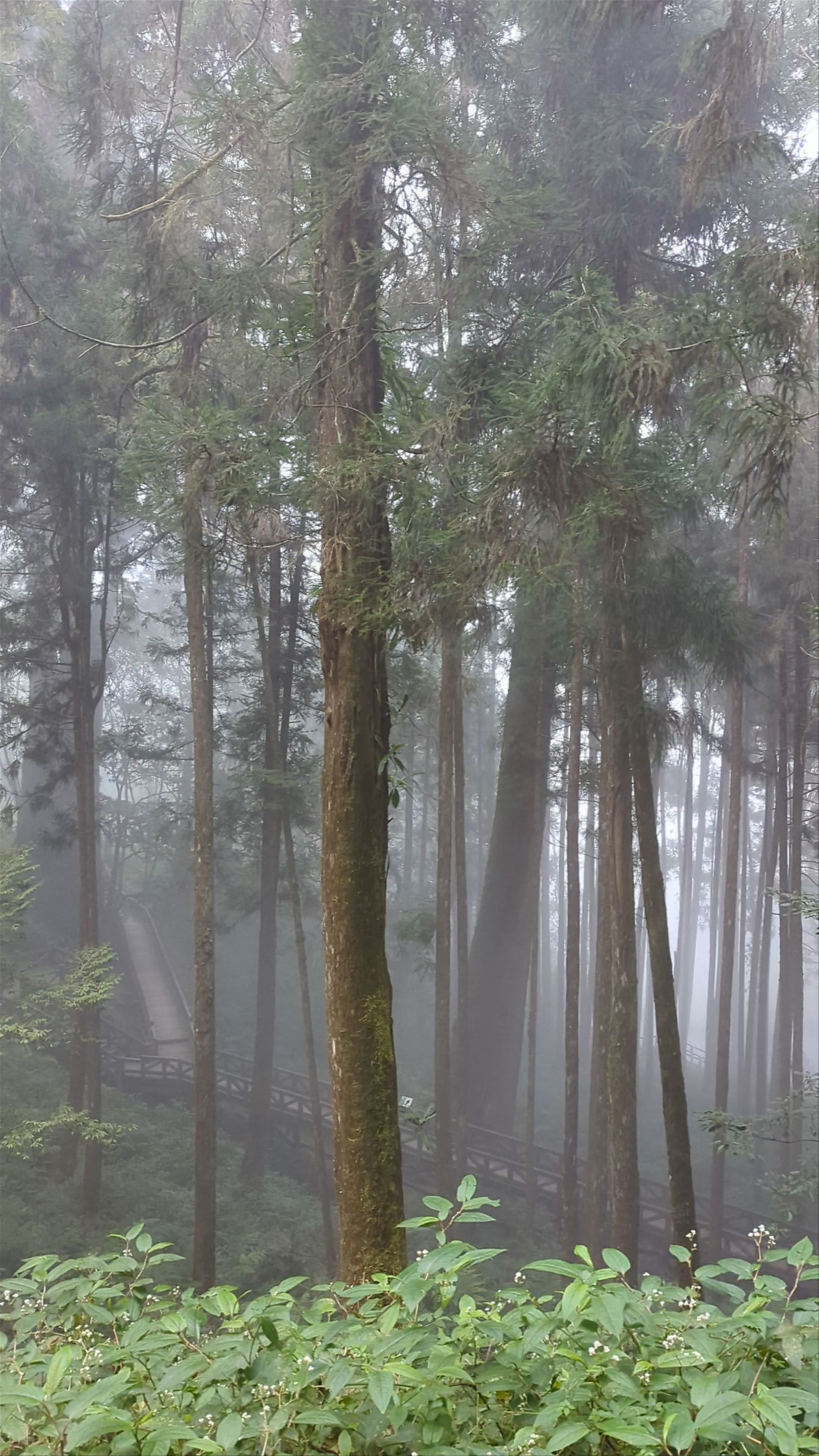 Alishan National Forest Recreation Area