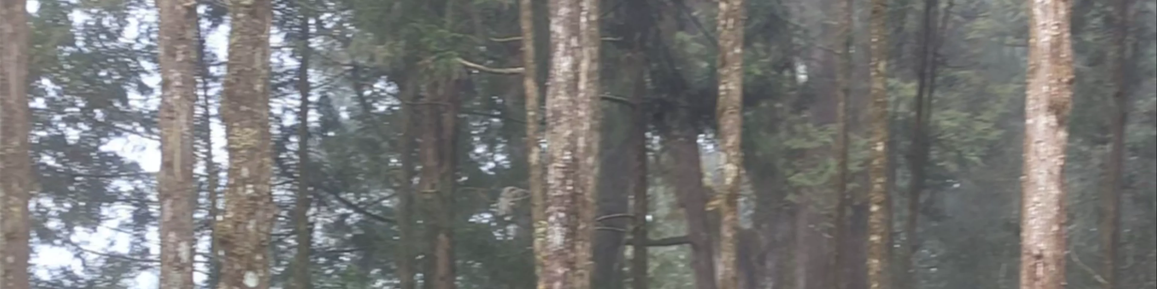 Alishan National Forest Recreation Area