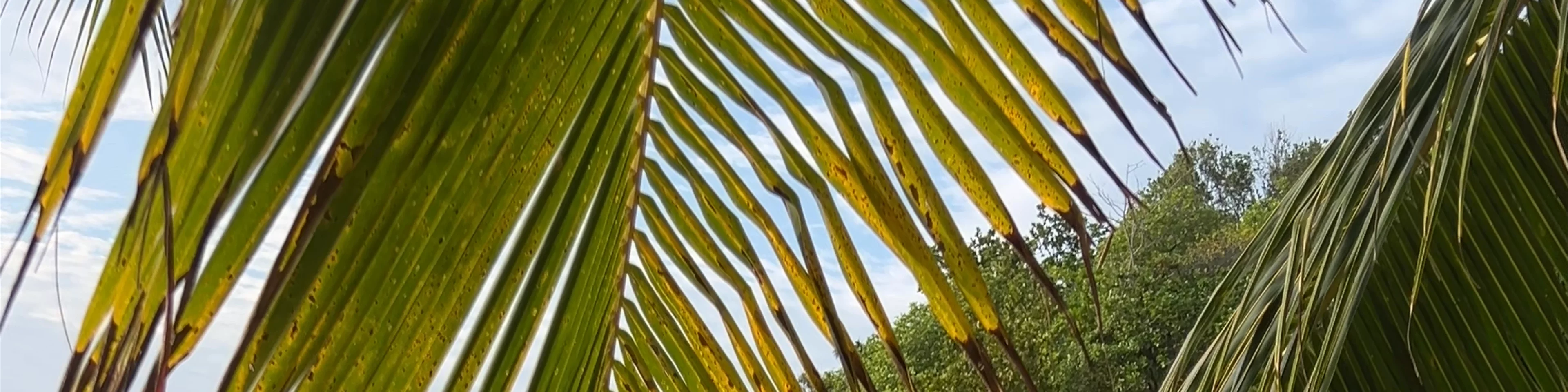 Petite Anse Lazio