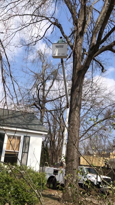 Brothers Services - Tree Services Near Me - oxford, Mississippi