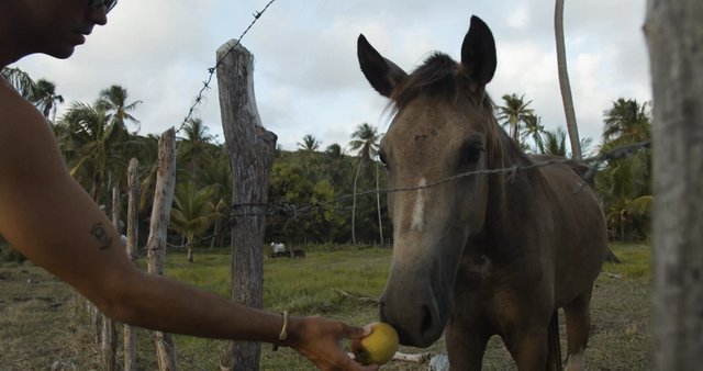 Man feeding a horse