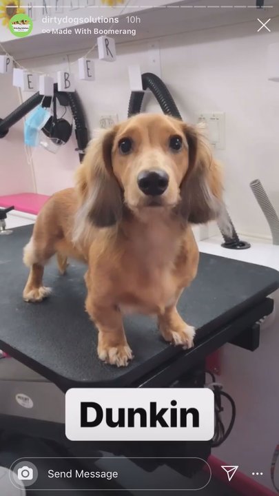 Dirty Dog Solutions - They post updates while your dog gets groomed! - Pet Groomers Near Me