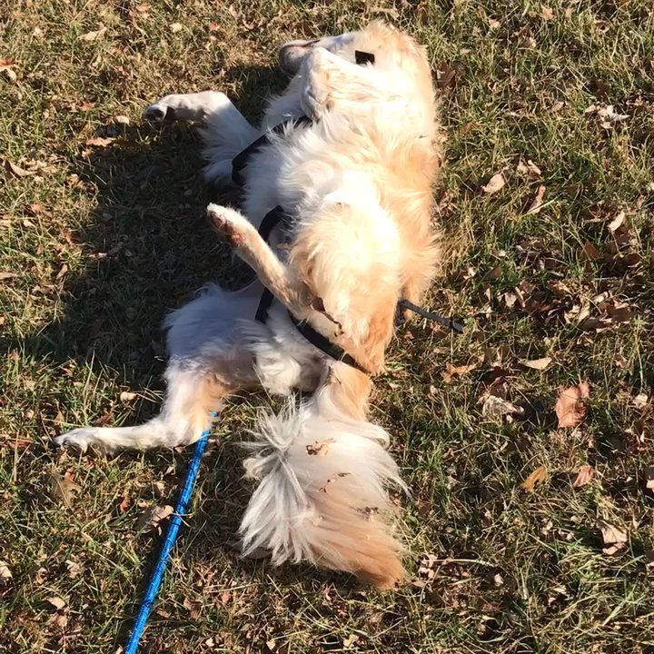Black Bob Park - Nice day (for December) for a roll in the grass! - Parks Near Me - Olathe, Kansas