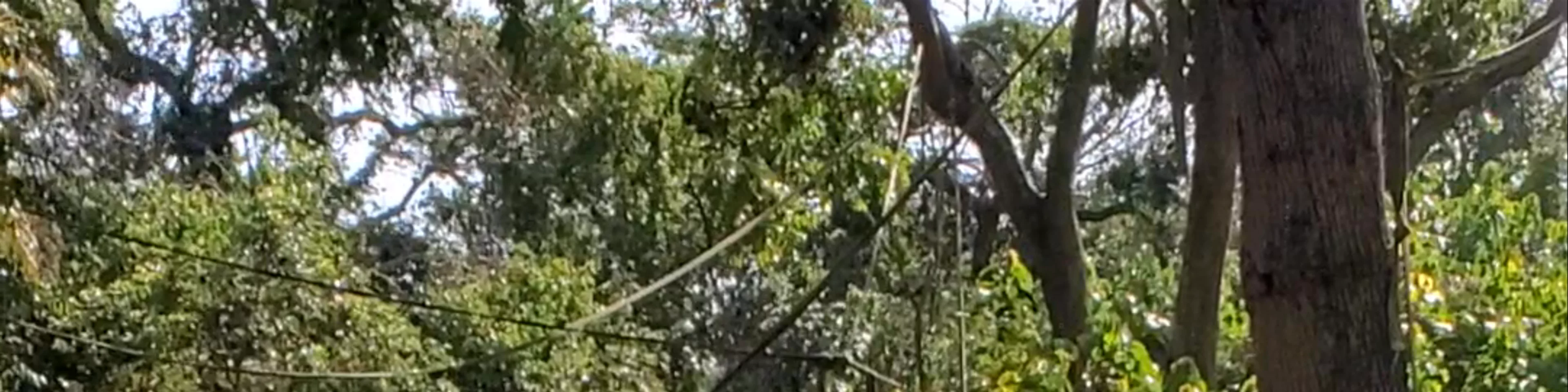 Kibale National Park