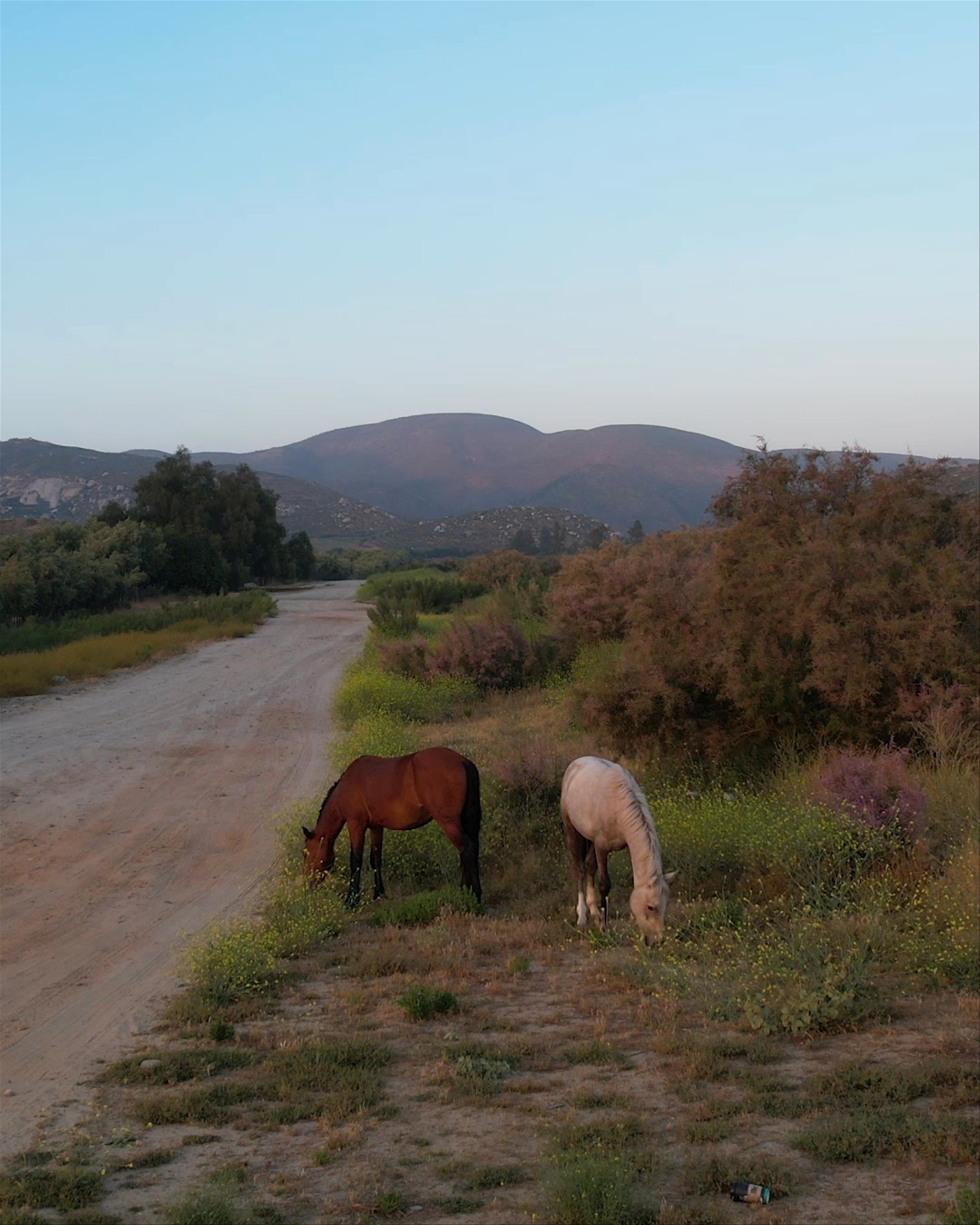 Video loop of horses grazing alongside dirt road in Baja California