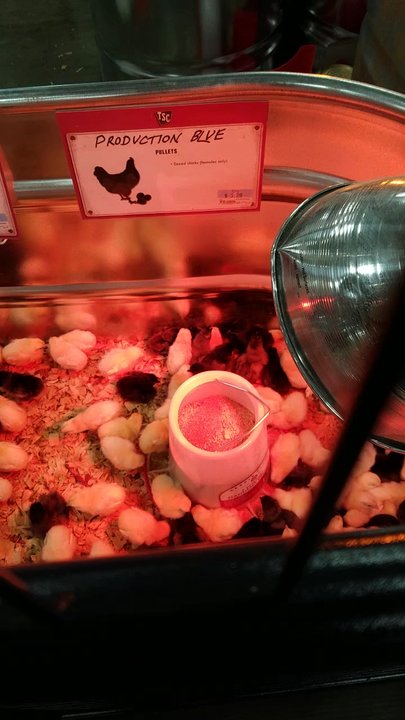 Tractor Supply - Chicks - Livestock Feed & Supply Near Me - Canton, Georgia
