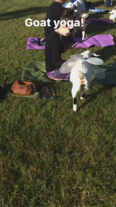 Goat Yoga - Yoga Near Me