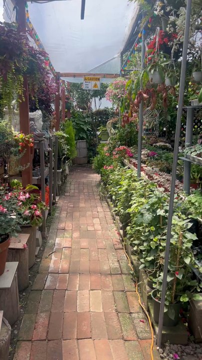 Bamby's Flowers - Highly recommend this place! You can tell they take care of their plants, not every nursery does. - Florists Near Me - Carlsbad, California
