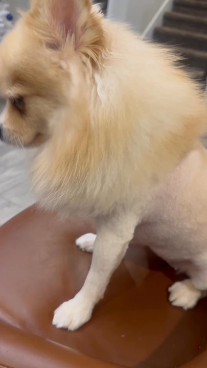 Pawtender - Pet Groomers Near Me - Pflugerville, Texas
