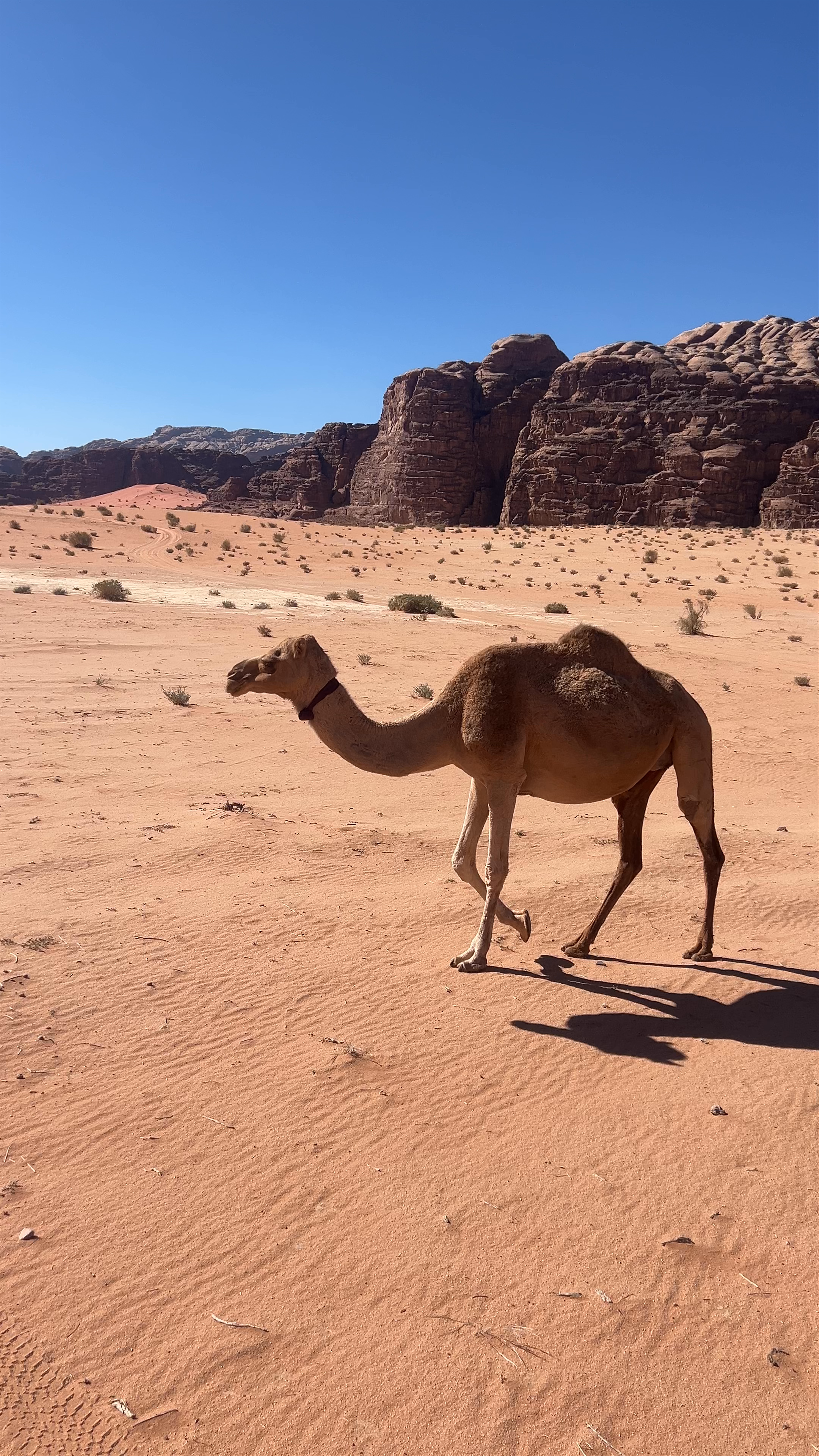Wadi Rum Protected Area