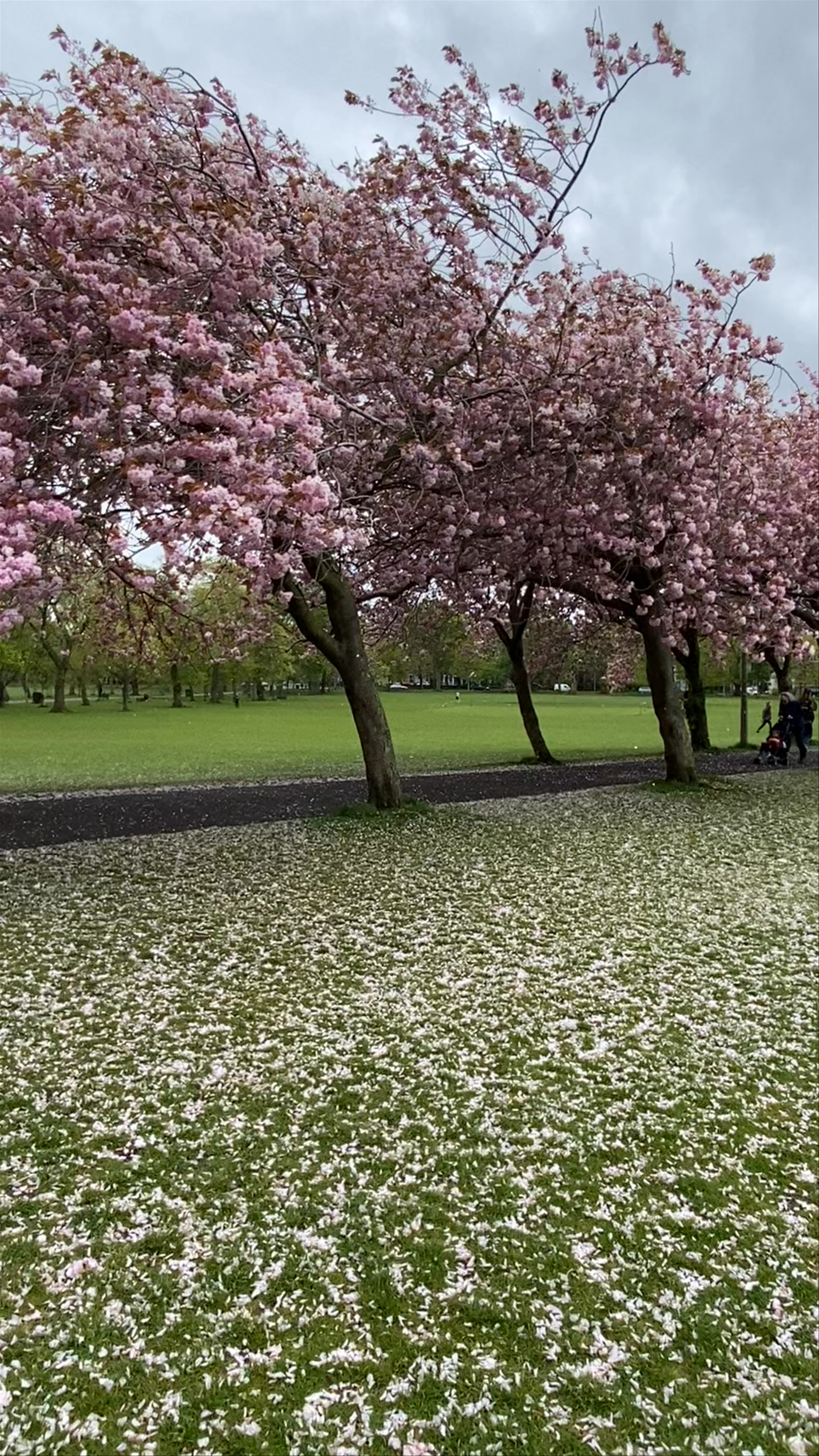 Spring Blossoms at The Meadows, Edinburgh