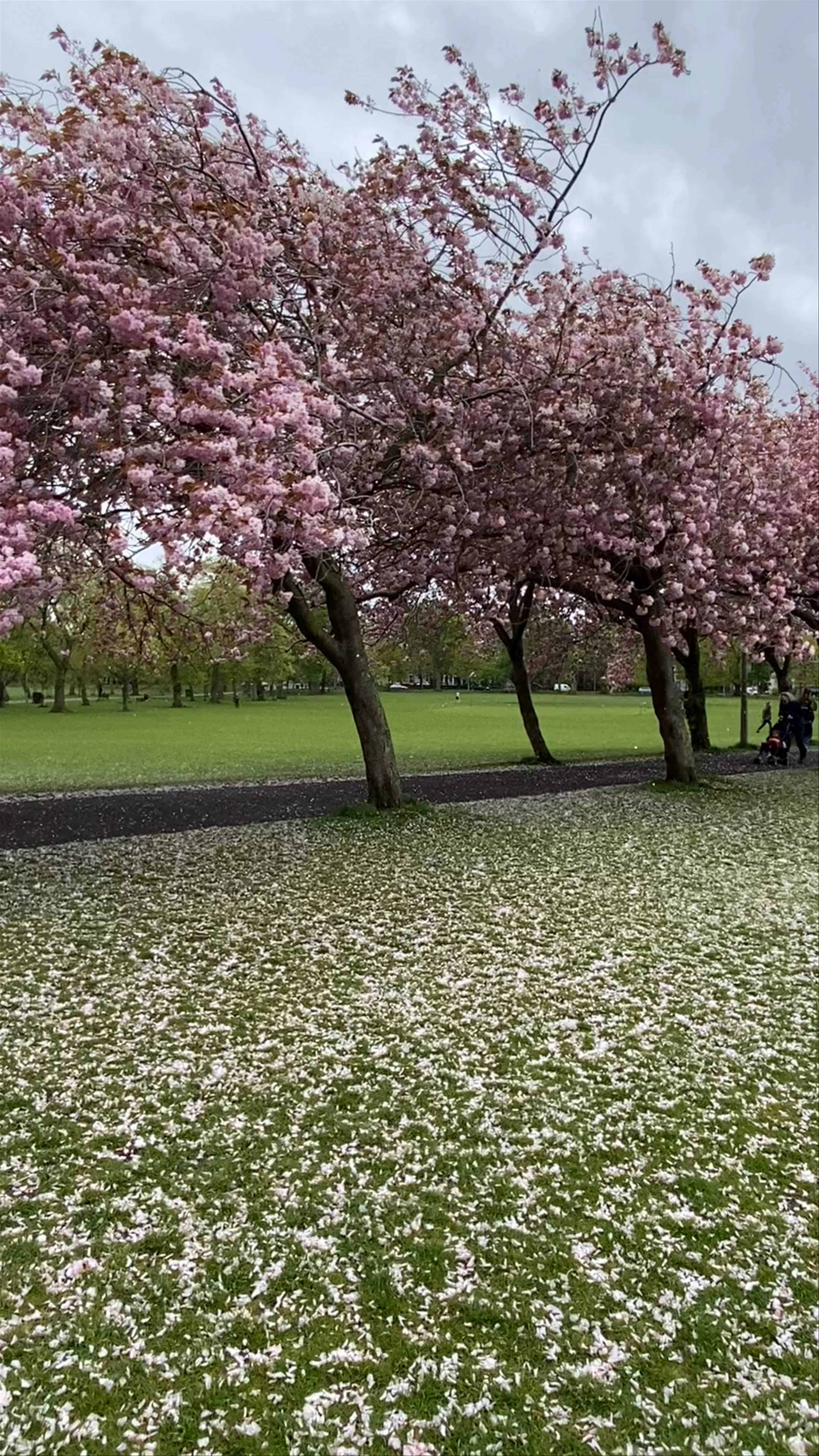 The Meadows, Melville Drive, Edinburgh, UK