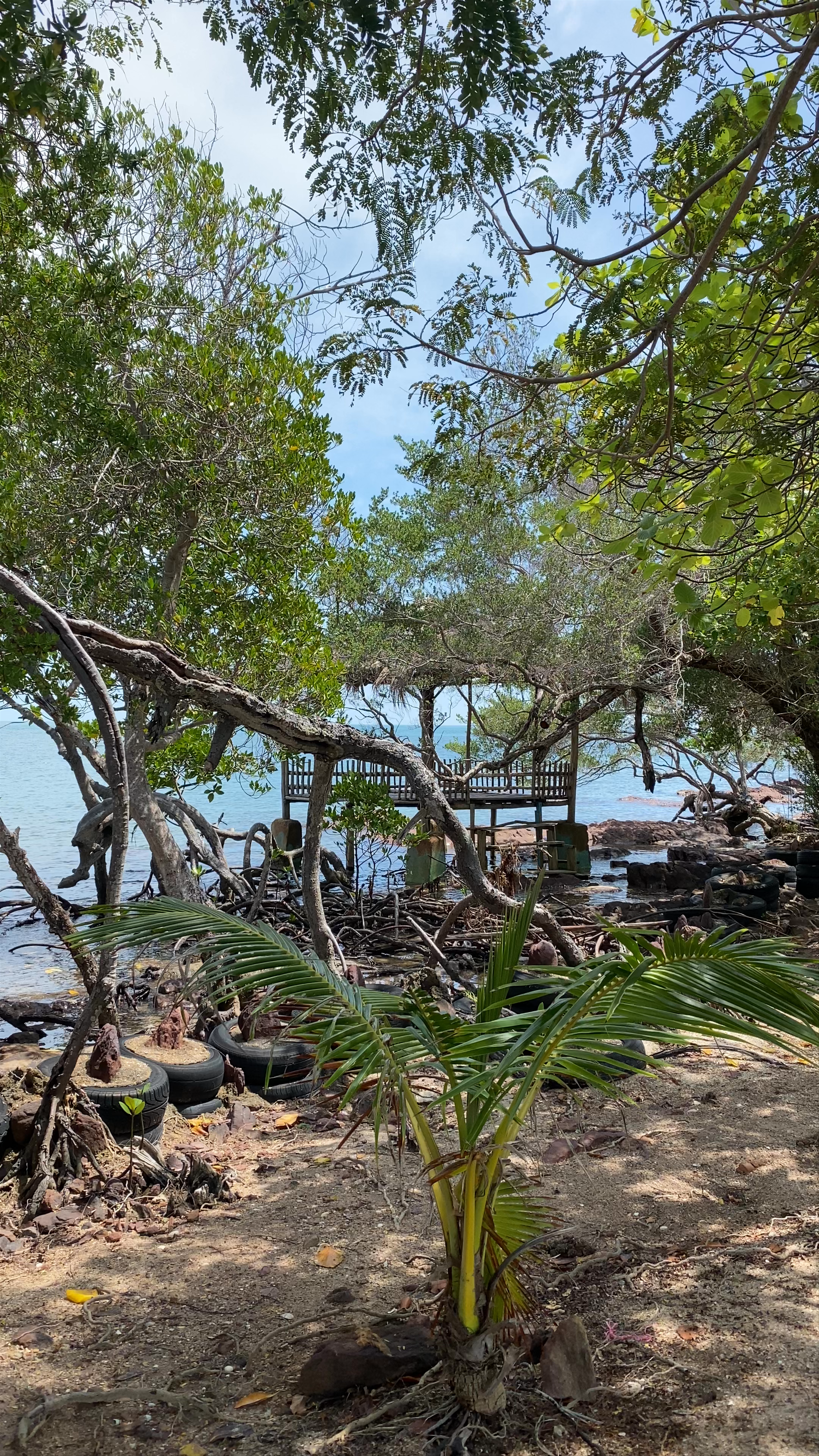 Serene Mangrove Escape at Pantai Picisan, Galang Baru