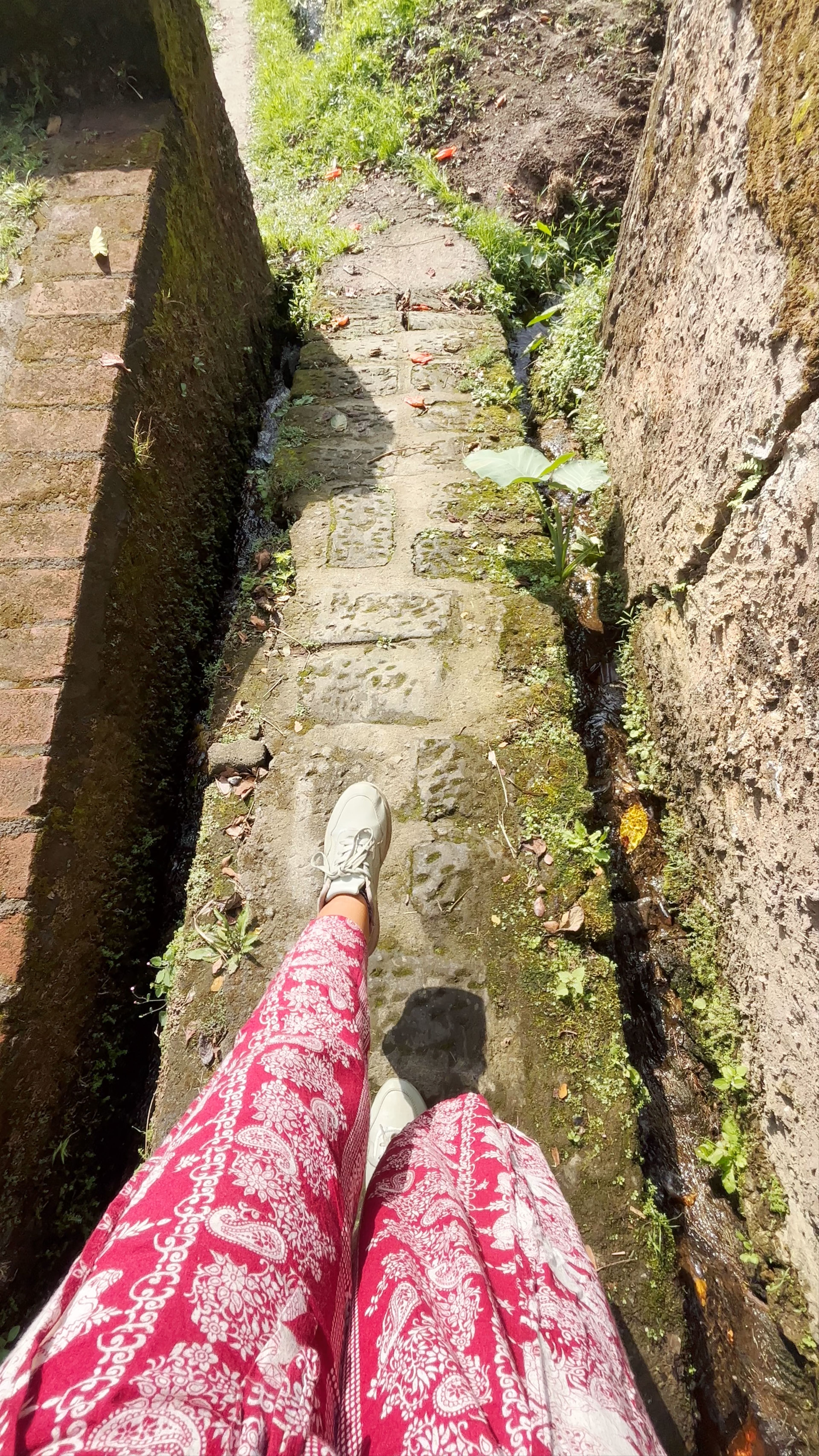 Coffee - el mas caro del mundo