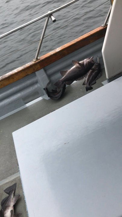 Siggi-G Ocean Charters - Our fishing trip August 7th 2017 - Boating Near Me - Garibaldi, Oregon