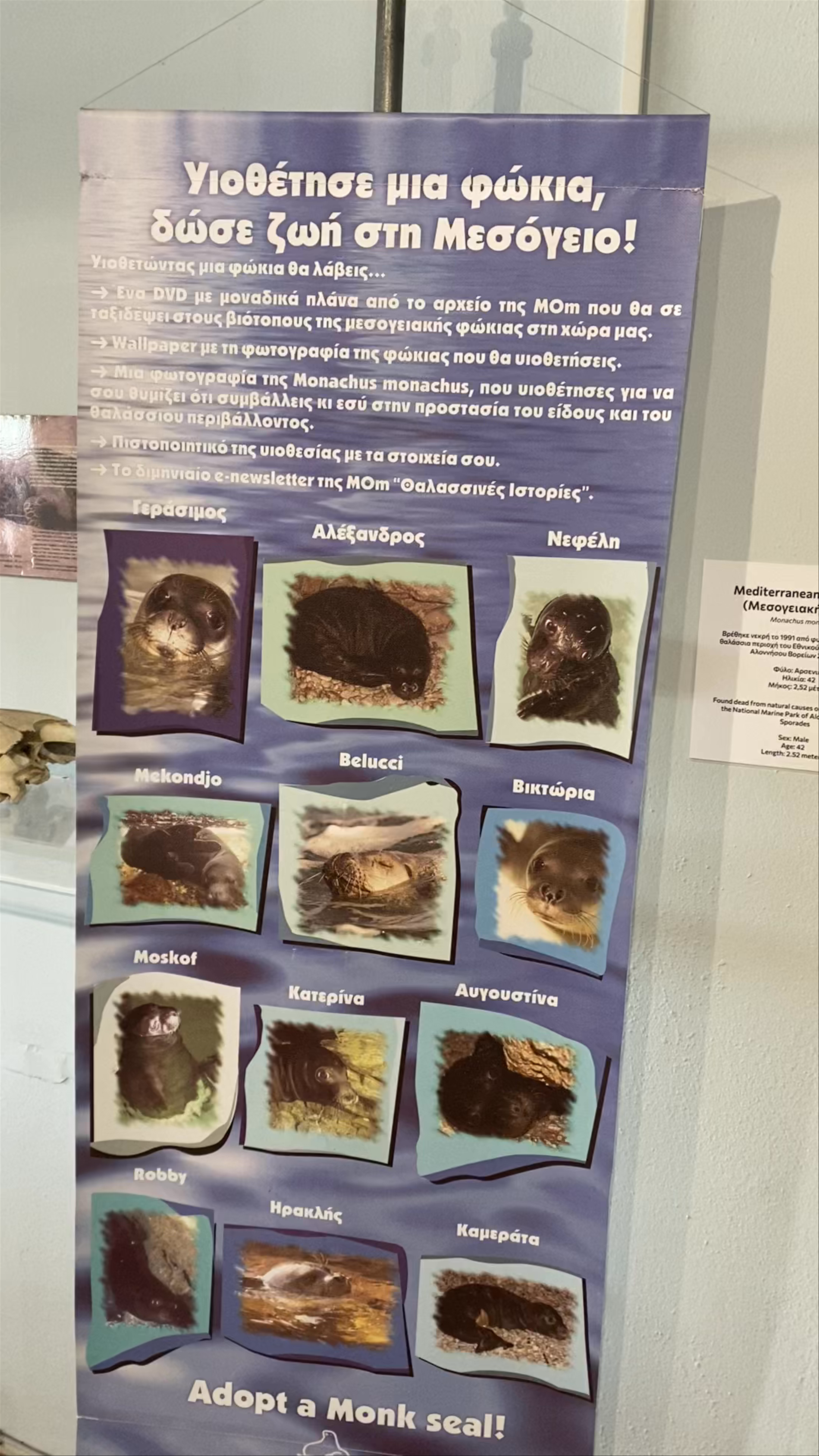 MOm - Mediterranean Monk Seal Information Center, Patitiri, Greece
