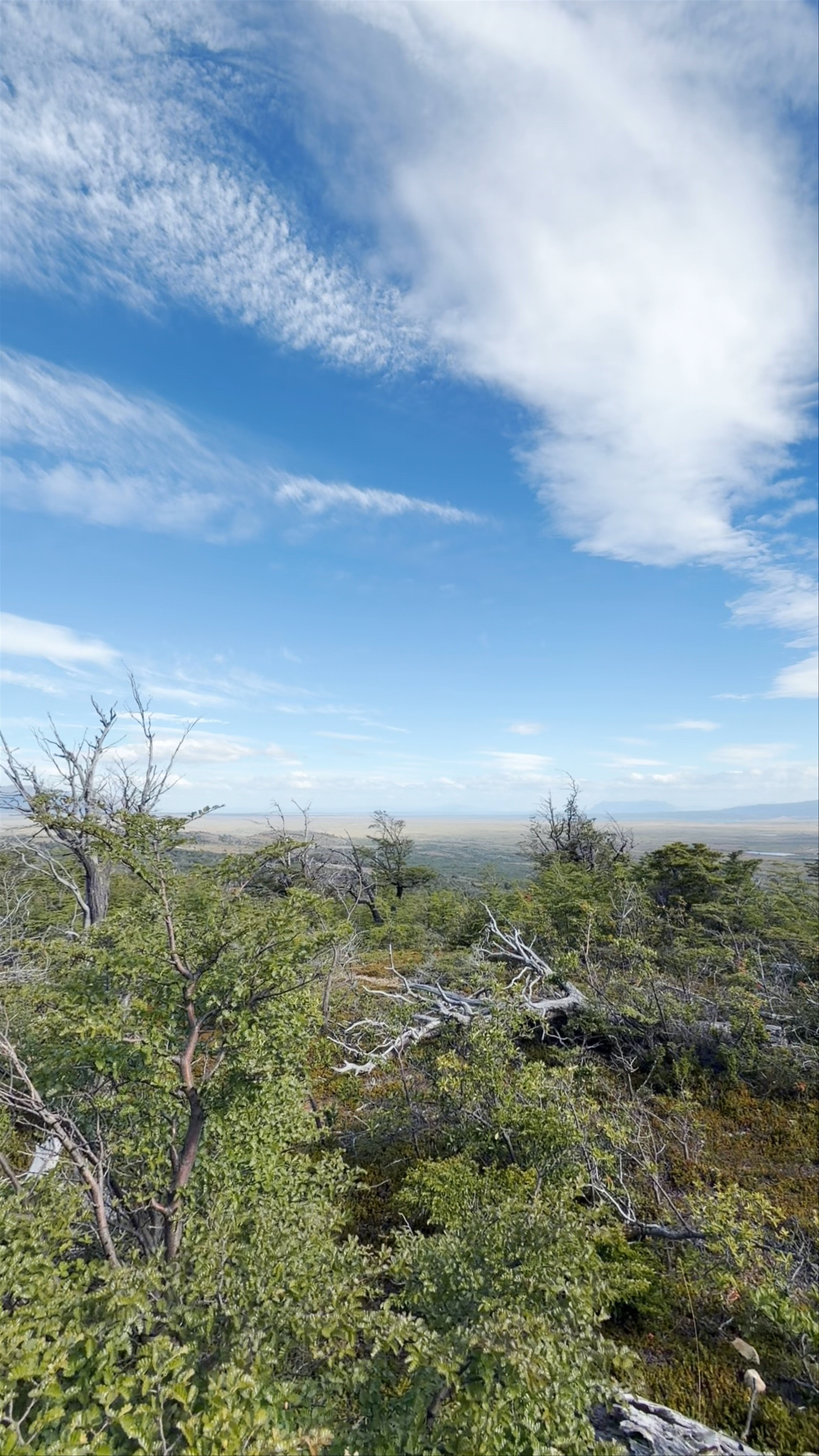 Cueva del Milodón - Y-290