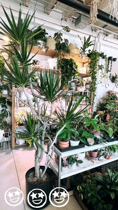 Plant Party - Shop In-Store  12-6p M-Sat 12-5 Sun - Florists Near Me - Austin, Texas