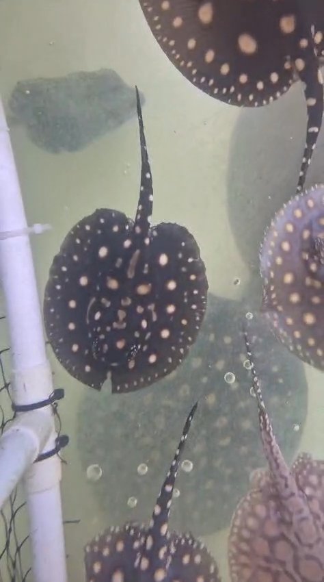 Black diamond stingray