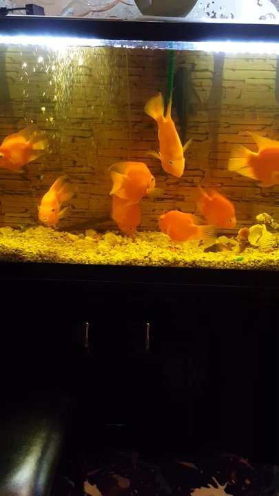 Jade Lake Gourmet - Can you spot the hidden fish? - Chinese Near Me - Millburn, New Jersey