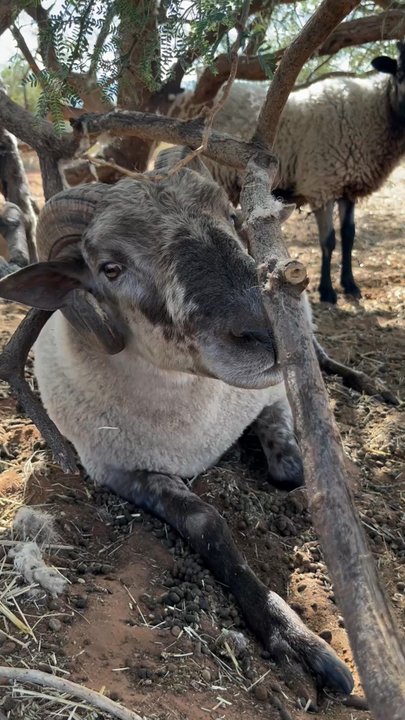 Harmony Acres Ranch - Petting Zoos Near Me - Cornville, Arizona