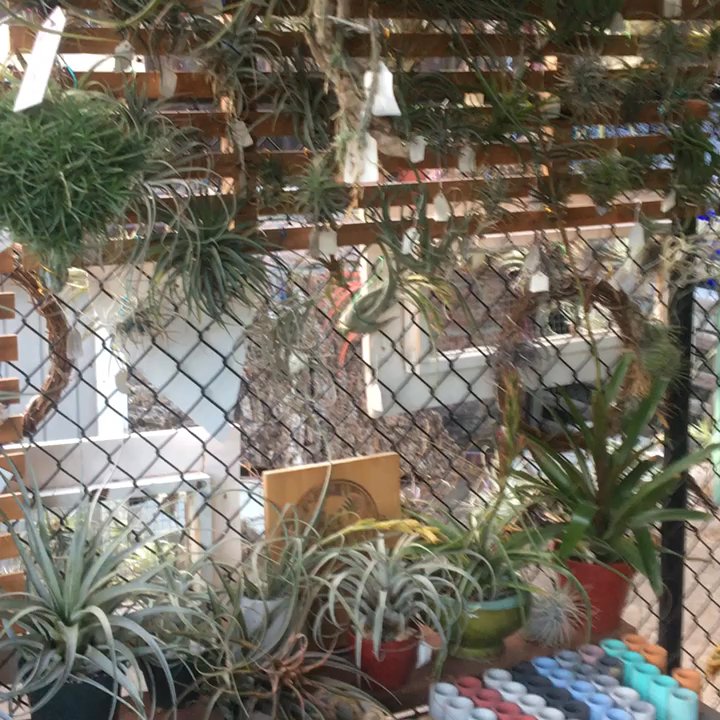 Cuffel Farms - A plant lover's paradise! - Nurseries & Gardening Near Me - San Diego, California