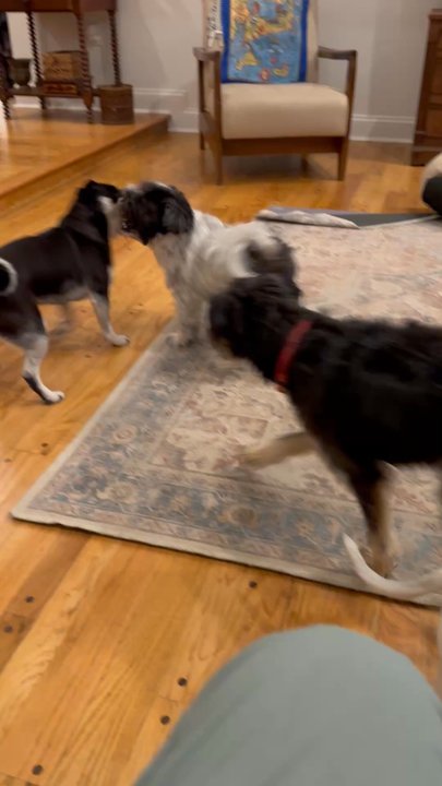 Our Home Dog Boarding - Everybody Saying Hello - Pet Boarding Near Me - Maple Shade, New Jersey
