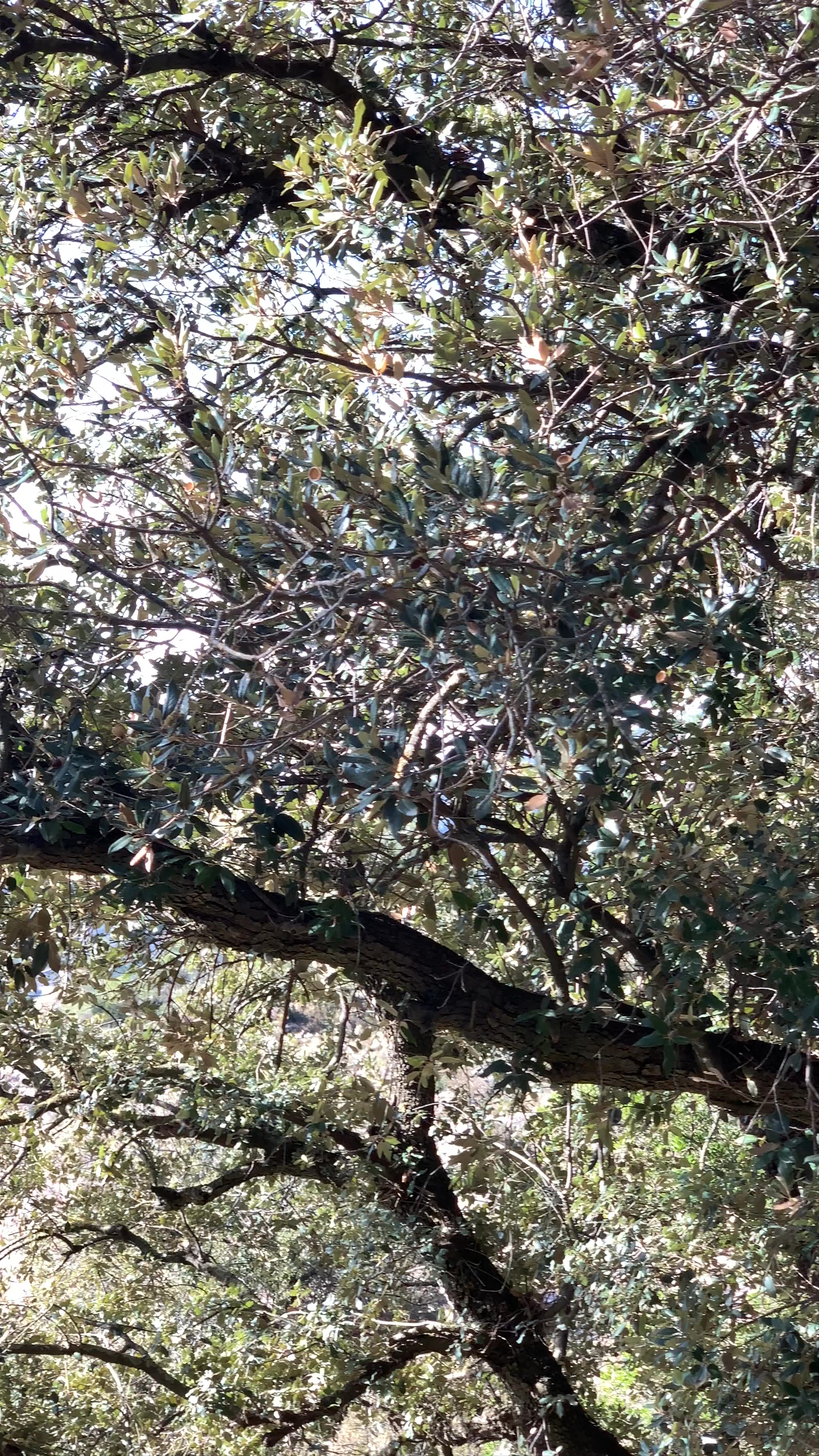 La Mola pel Camí dels Monjos