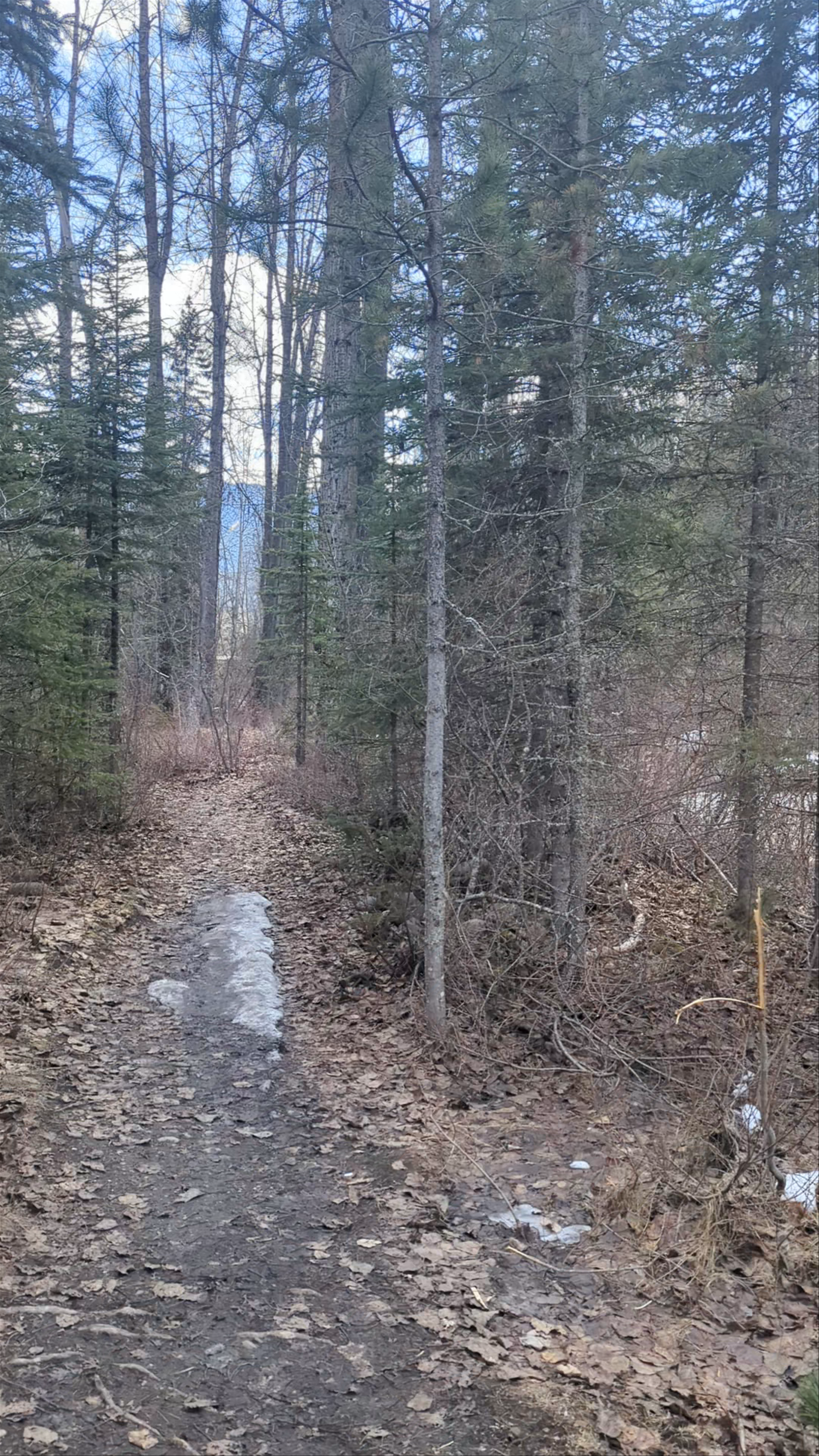Fairy Creek Falls Trailhead: A Serene Forest Escape in Fernie, British Columbia