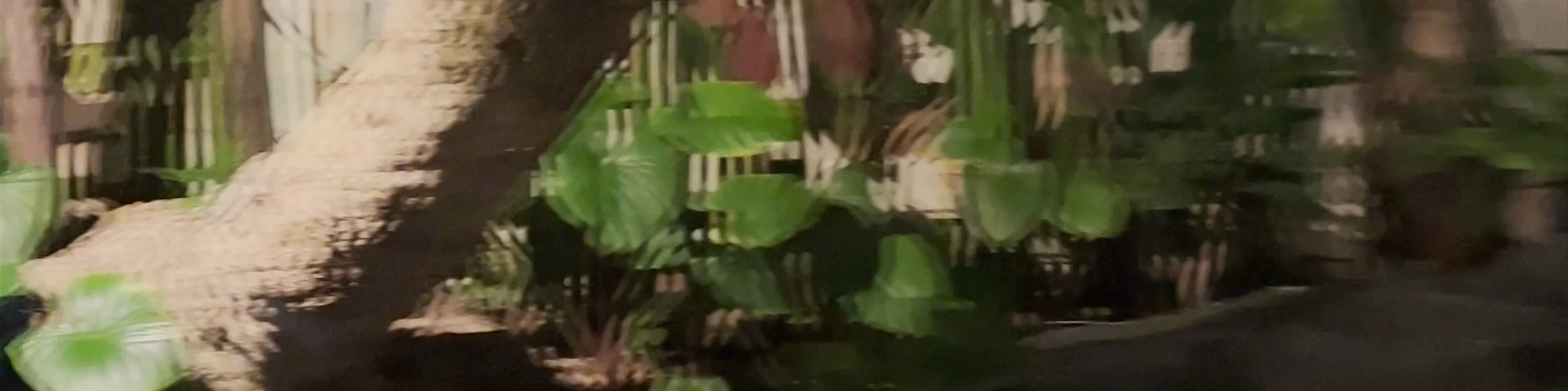 Maimorn Forest