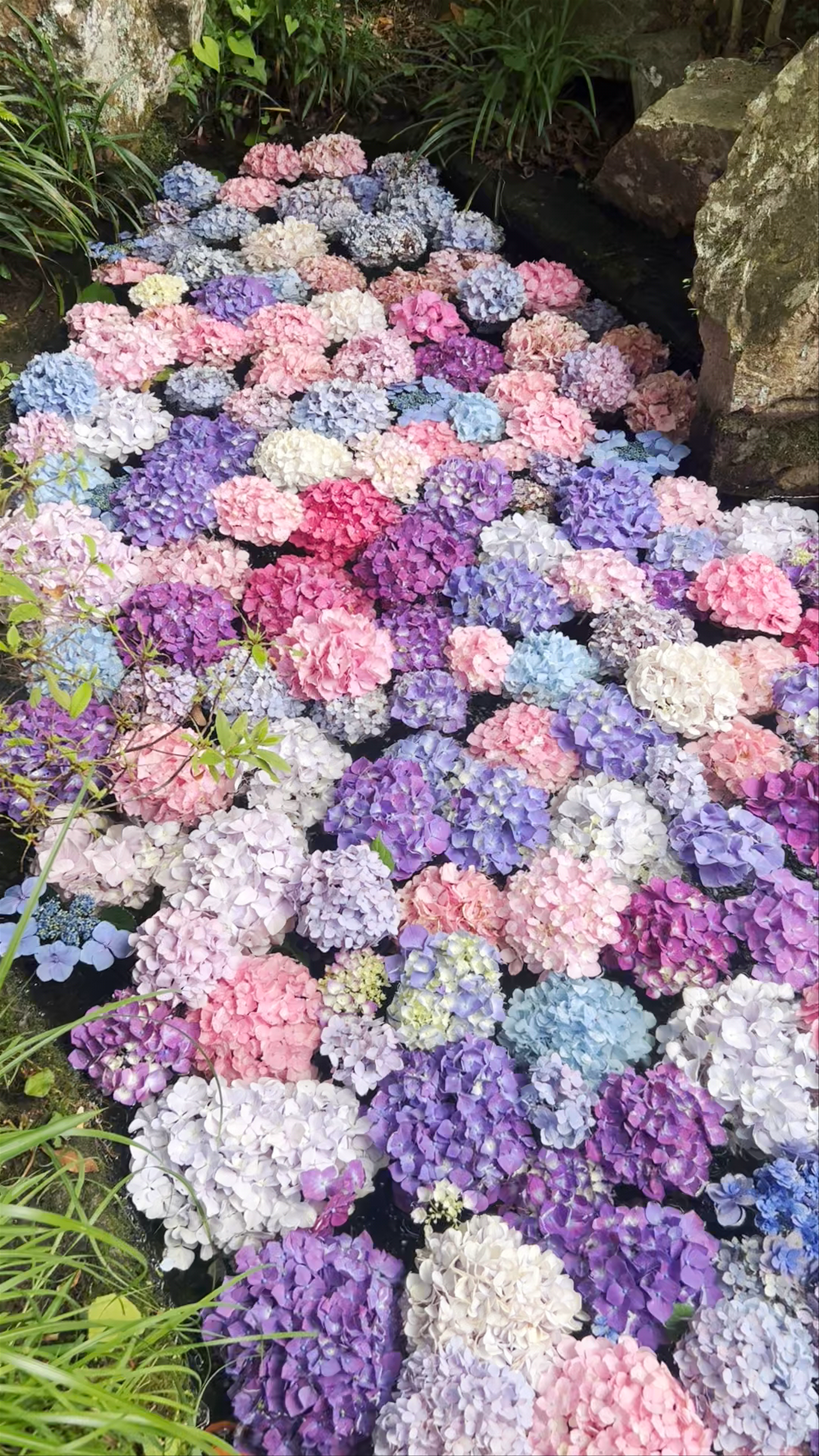 Yokoku-ji (Yanagidani Kannon) Temple