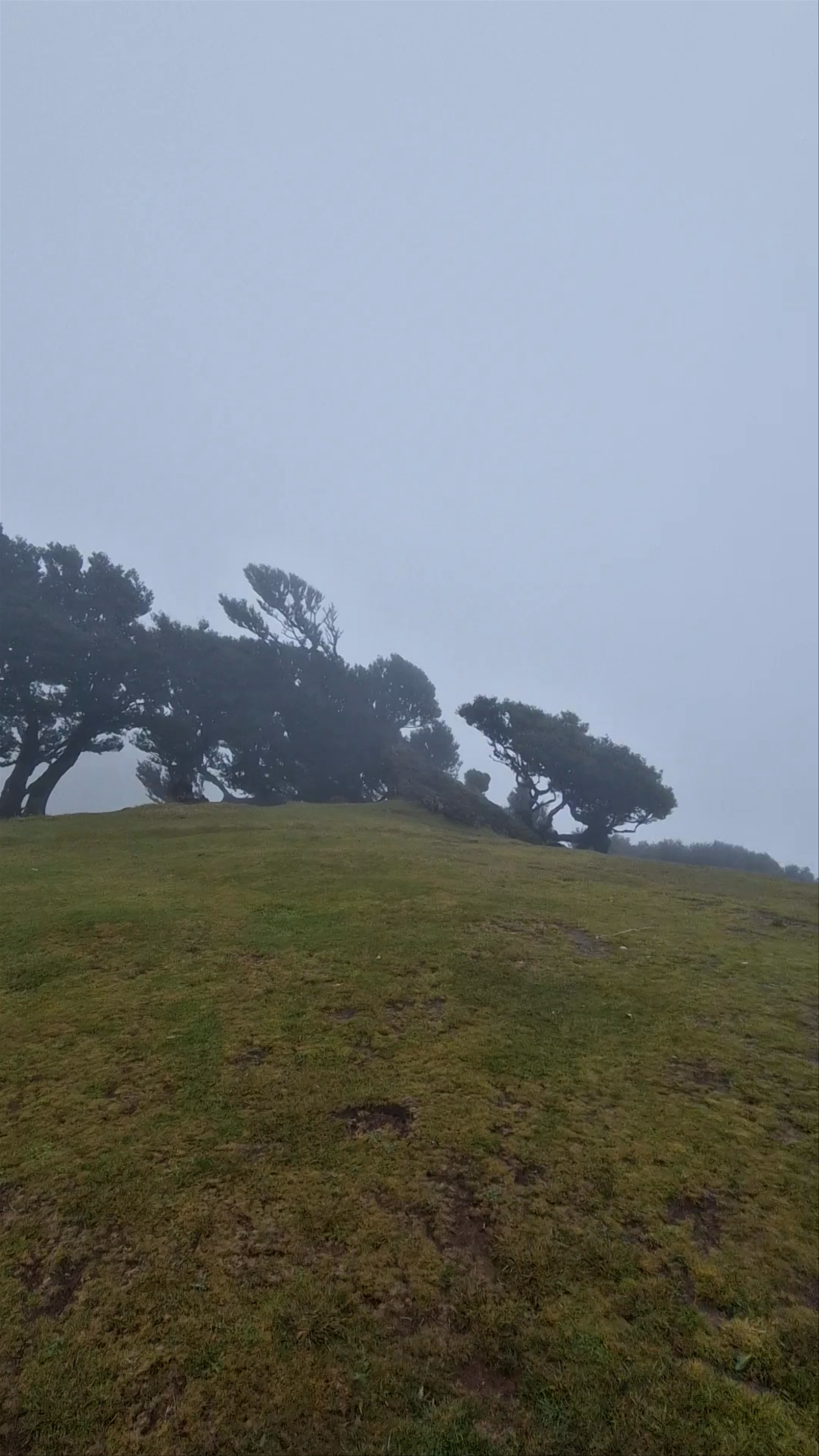 Fanal Forest