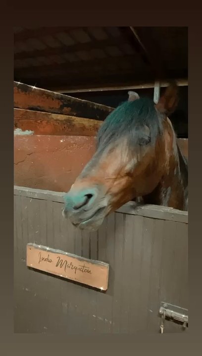 Criadero JS - Indio Marqueton de la Camelia - Horseback Riding Near Me - Miami, Florida