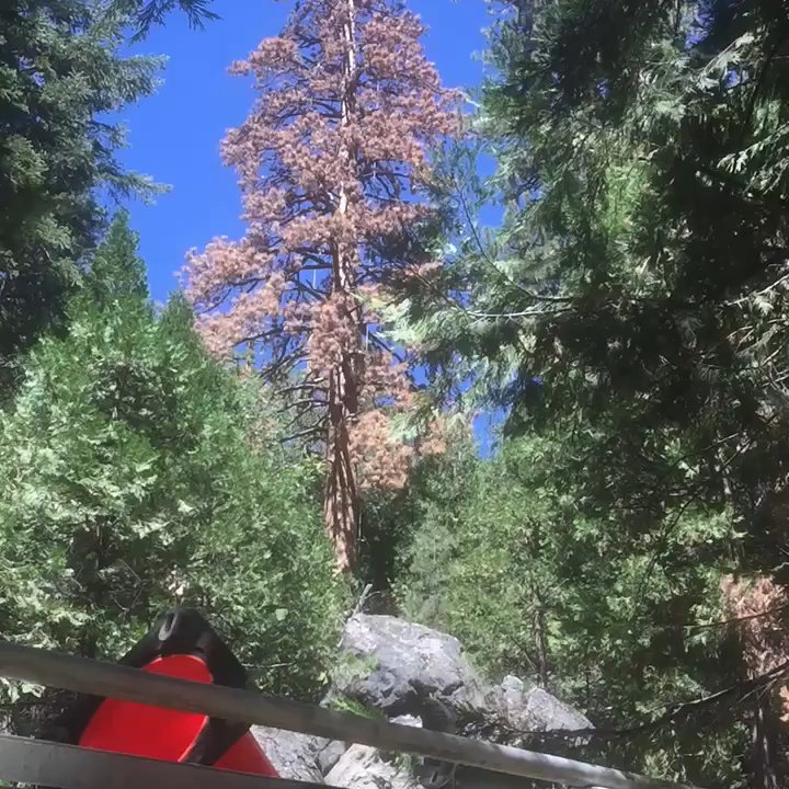 Dawkins Tree Care - Tree Services Near Me