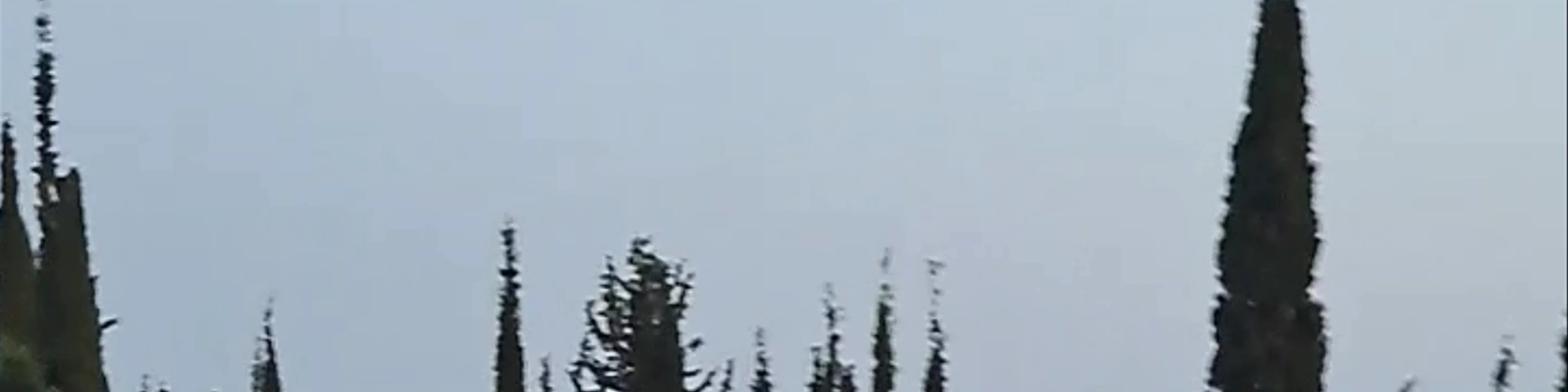 Forest Theatre