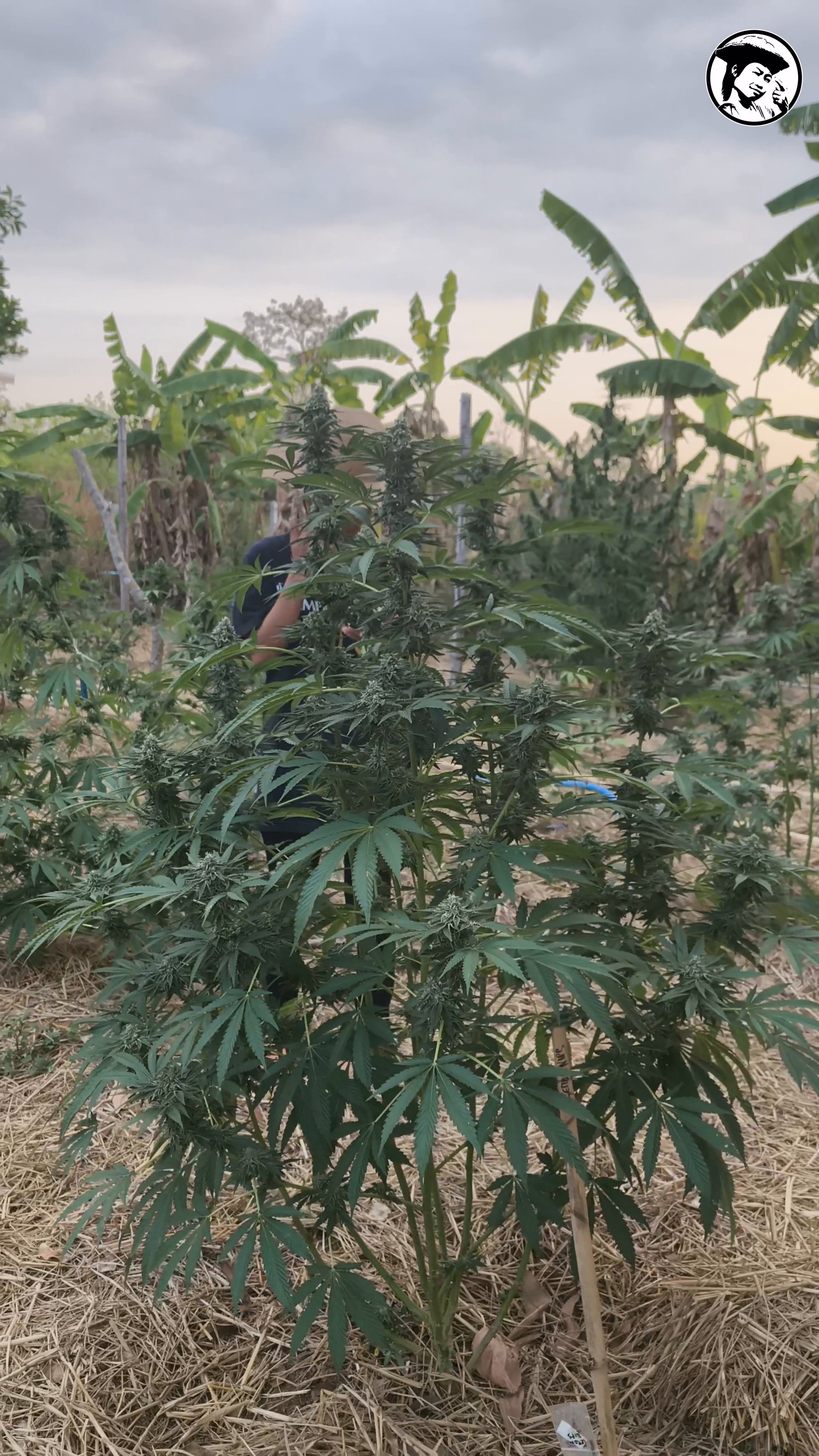 Lemon Nips Ganja 04 March 2026 Prempavee Farm