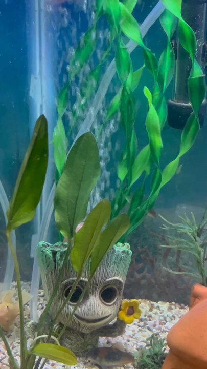 Moonlight Aquatics - 3 adorable Cory. I just got today. - Local Fish Stores Near Me - Mill Creek, Washington