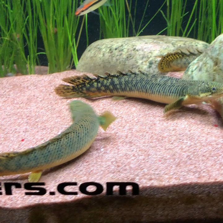 Tropical Fish World - Tank set up i got from this store - Local Fish Stores Near Me - El Cerrito, California