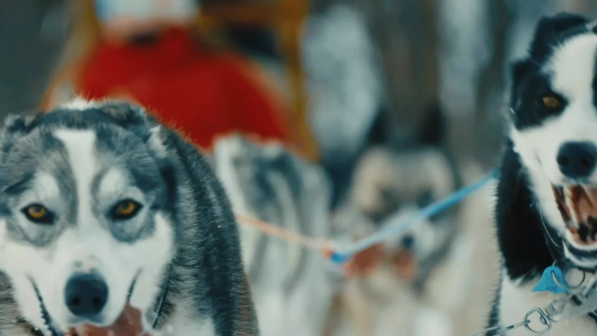 People dog sledding
