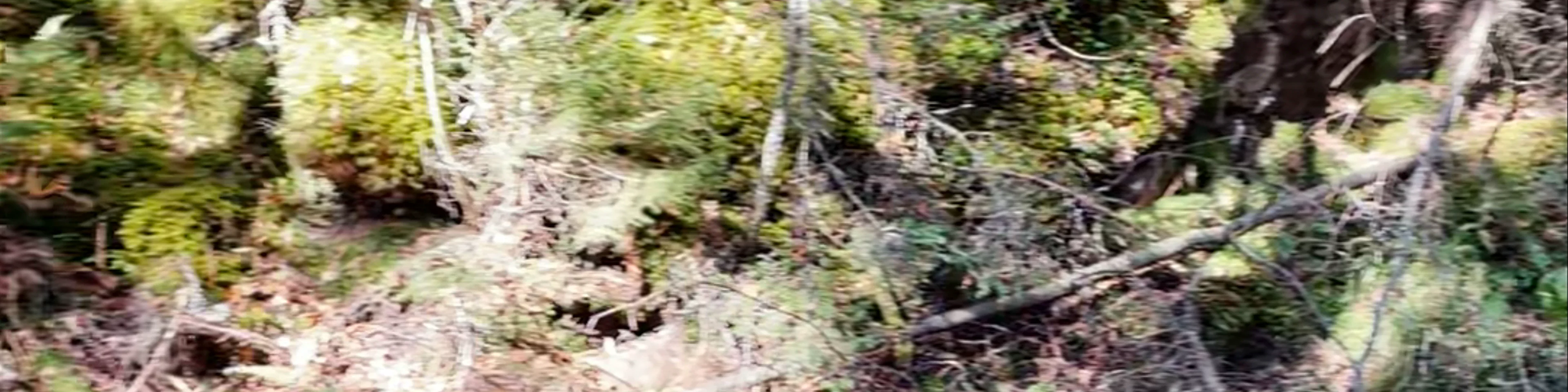 Parc national du Mont-Mégantic (provincial park)