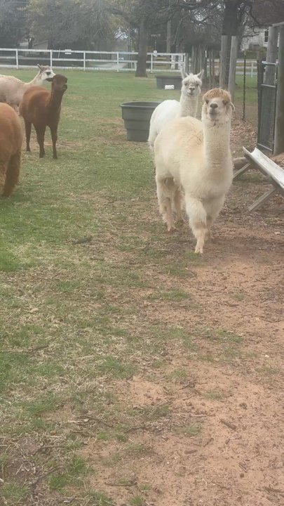 Nana's pacas - Attraction Farms Near Me - Flower Mound, Texas