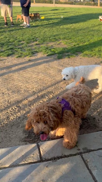 Heroes Dog Park - Dog Parks Near Me - Murrieta, California