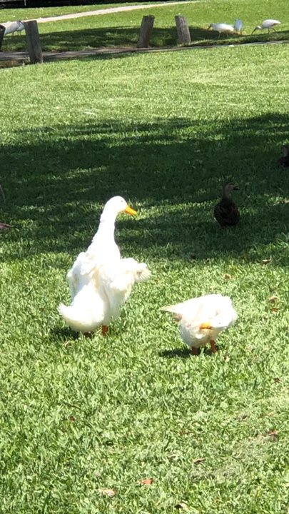 Wells Park - Parks Near Me - Melbourne, Florida