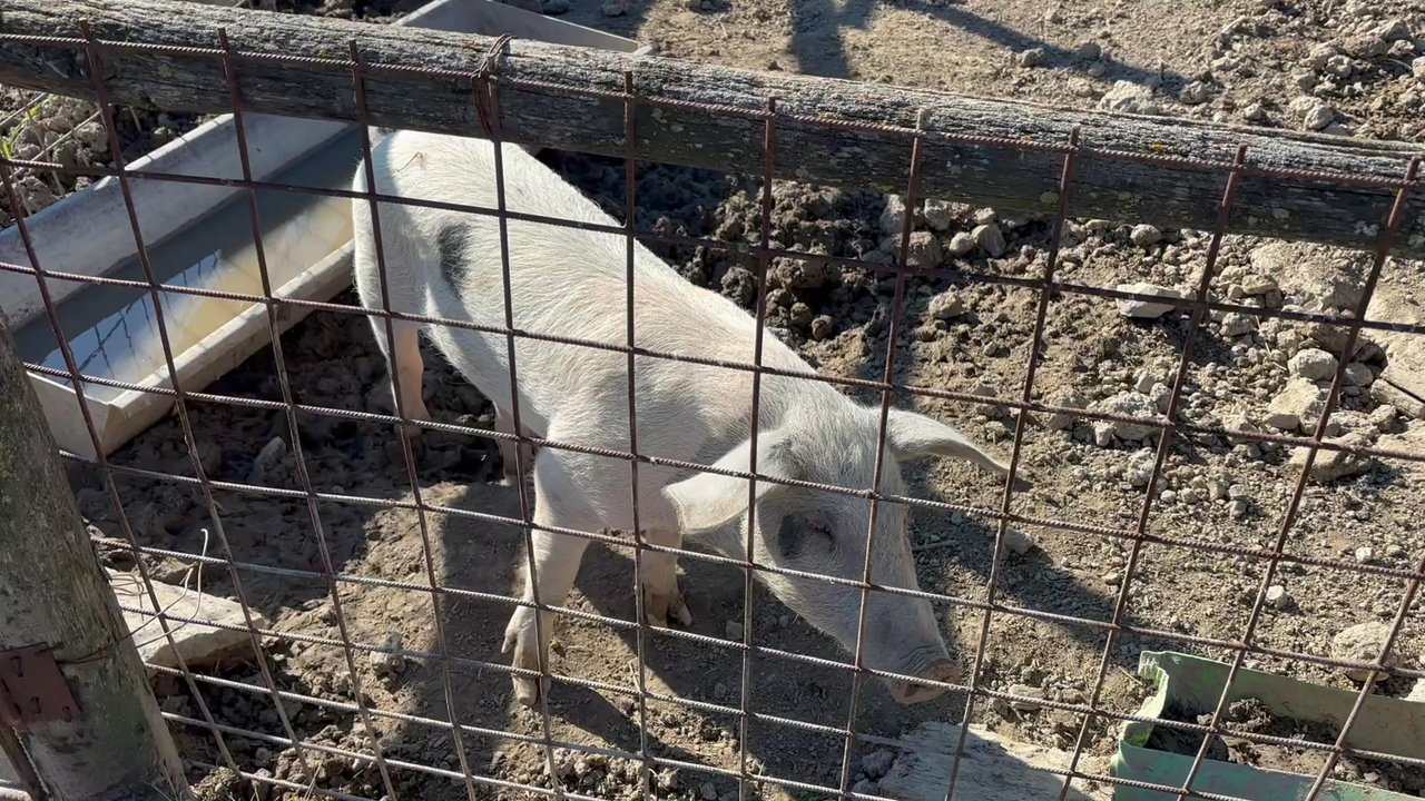 Podere Il Casale - Porchetta - Hotels Near Me - Pienza, SI