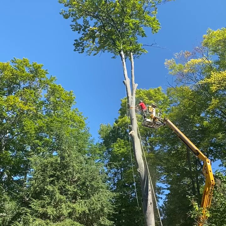 Hammond Tree Service - Tops out! - Tree Services Near Me