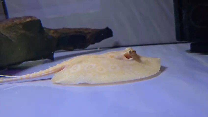 Pearl Stingray