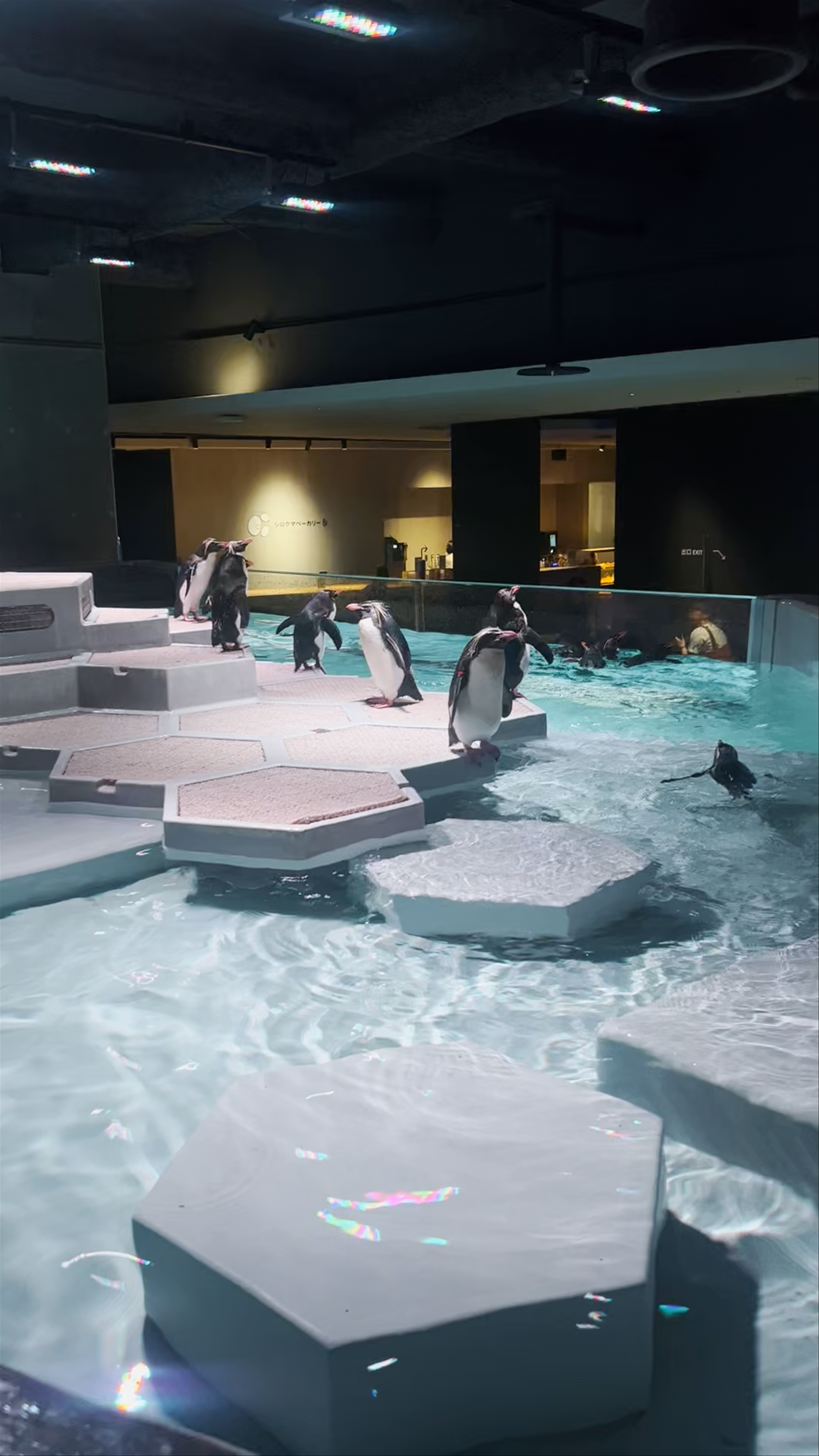 Penguin Exhibit at AOAO Sapporo Aquarium, Hokkaido