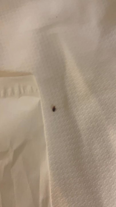 Comfort Inn Elko - Bed bug - Hotels Near Me - Elko, Nevada