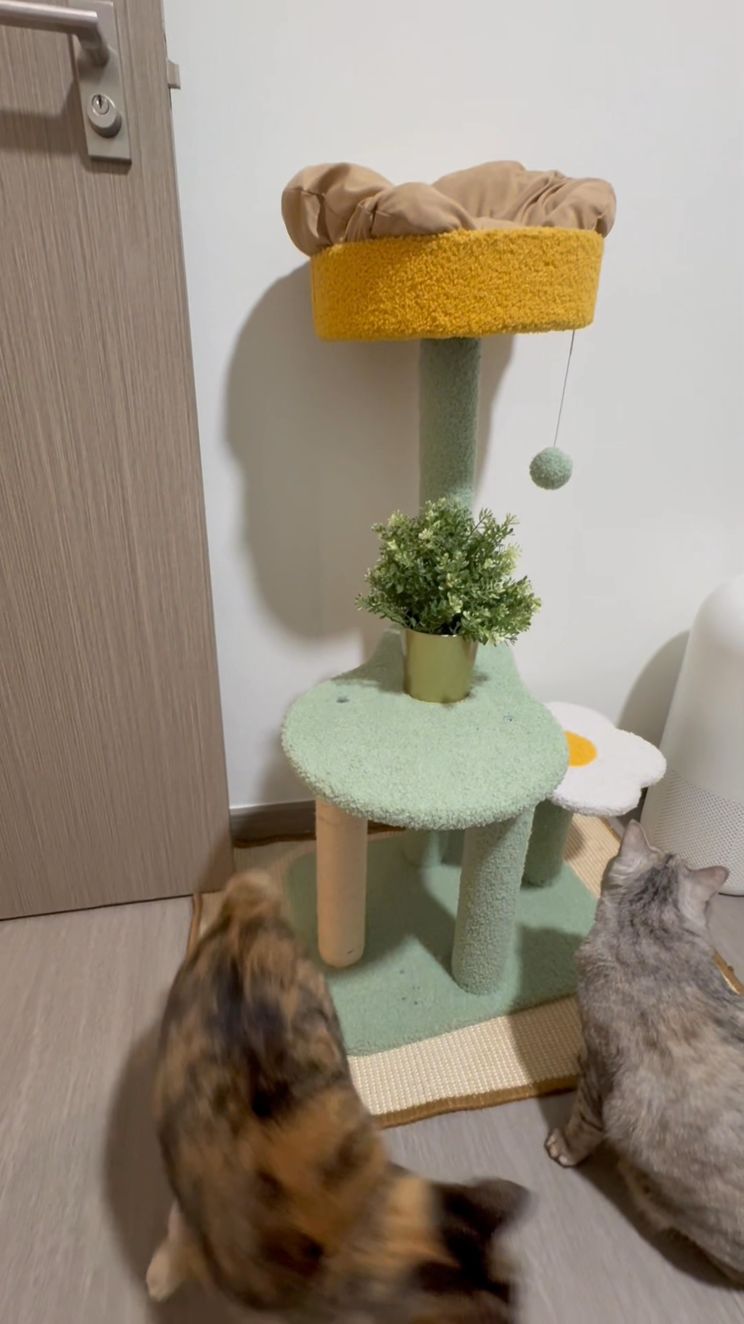 When-I-want-to-hide-my-cat-litter-and-need-storage-for-my-clothes-🤗